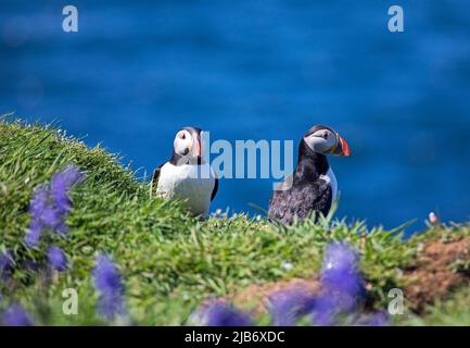 Famiglie di Puffins fanno le loro sepolture sull'isola di lunga che è la più grande delle isole Treshnish in Argyll e Bute, Scozia, Regno Unito, . Foto Stock