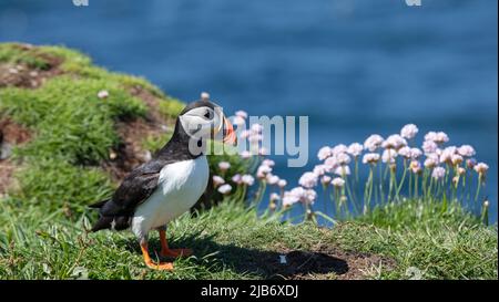 Famiglie di Puffins fanno le loro sepolture sull'isola di lunga che è la più grande delle isole Treshnish in Argyll e Bute, Scozia, Regno Unito, . Foto Stock