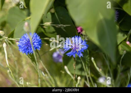 Cornflower blu in giardino Foto Stock