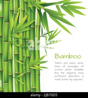 Realistica di bambù verde erba pianta tree orientali sfondo giapponese illustrazione vettoriale Illustrazione Vettoriale