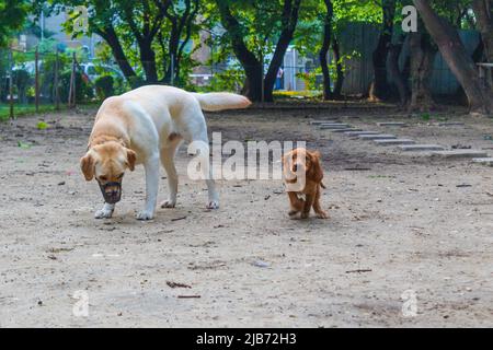 Cani vecchi e tre mesi di cucciolo cane-cocker spaniel giocare in un tipico parco giochi sporco, Varna, Bulgaria Foto Stock