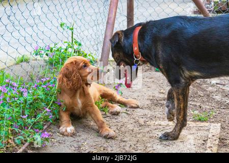 Cani vecchi e tre mesi di cucciolo cane-cocker spaniel giocare in un tipico parco giochi sporco, Varna, Bulgaria Foto Stock