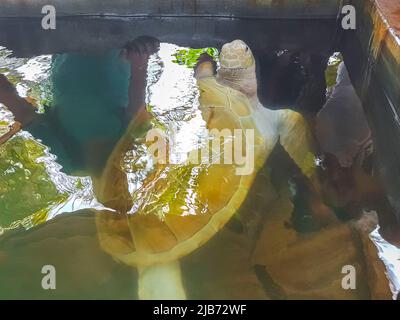 Albino bianco mare tartaruga Hawksbill mare tartaruga loggerhead mare tartaruga nuota in piscina nel Centro conservazione stazione di allevamento tartaruga a Bentota Sri Lanka. Foto Stock