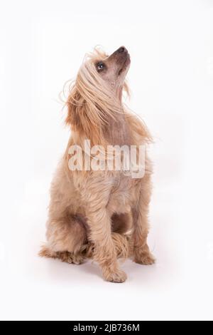 Chinese Crested Powder Puff fotogrfato in studio con sfondo bianco dolore. Northampton, Enland, Regno Unito. Foto Stock