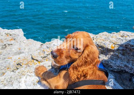 Carino quattro mesi di età maschio inglese cucciolo cocker spaniel in piedi su una spiaggia rocciosa in bella giornata estiva Tyulenovo villaggio Bulgaria Foto Stock