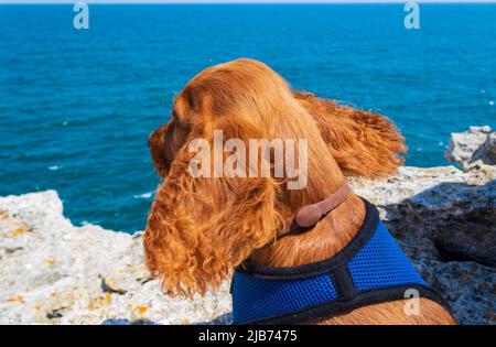 Carino quattro mesi di età maschio inglese cucciolo cocker spaniel in piedi su una spiaggia rocciosa in bella giornata estiva Tyulenovo villaggio Bulgaria Foto Stock