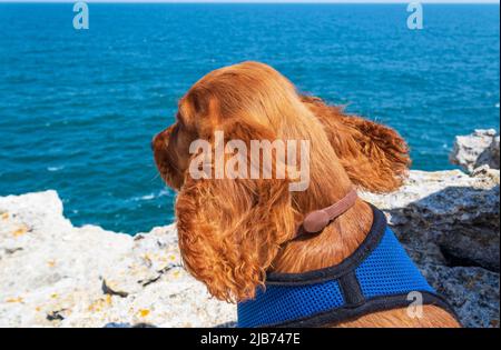 Carino quattro mesi di età maschio inglese cucciolo cocker spaniel in piedi su una spiaggia rocciosa in bella giornata estiva Tyulenovo villaggio Bulgaria Foto Stock