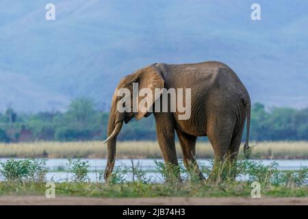 elephant che mangia sulla riva del fiume zambesi nel parco nazionale delle piscine di Mana nello Zimbabwe, con la scarpata di zambesi sullo sfondo Foto Stock