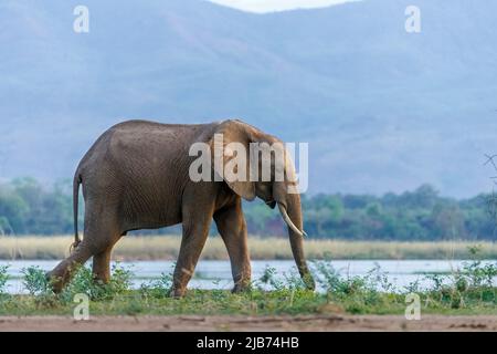 elephant che mangia sulla riva del fiume zambesi nel parco nazionale delle piscine di Mana nello Zimbabwe, con la scarpata di zambesi sullo sfondo Foto Stock