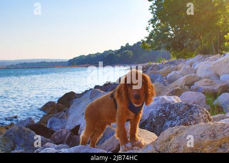 Carino quattro mesi di età maschio inglese cucciolo cocker spaniel in piedi su una spiaggia rocciosa a bella giornata estiva Varna Bulgaria Foto Stock