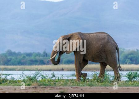 elephant che mangia sulla riva del fiume zambesi nel parco nazionale delle piscine di Mana nello Zimbabwe, con la scarpata di zambesi sullo sfondo Foto Stock