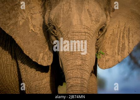 Elephant da vicino mangiare Foto Stock