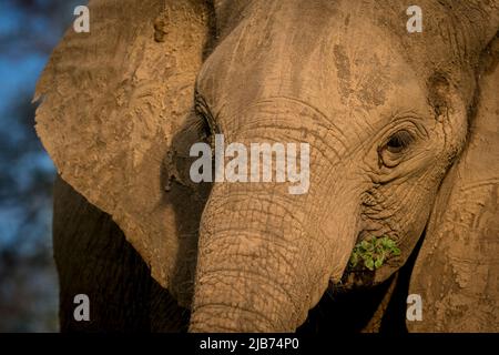 Elephant da vicino mangiare Foto Stock