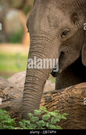 Elephant da vicino mangiare Foto Stock