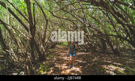 Donna escursioni sul sentiero attraverso mangrovie foresta baldacchino con macchina fotografica Foto Stock