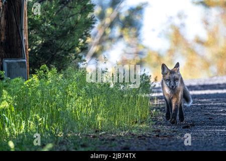 Giovane volpe rossa nordamericana (Vulpes vulpes fulva) Foto Stock