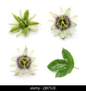 Fiore e foglia di frutto della passione Foto Stock