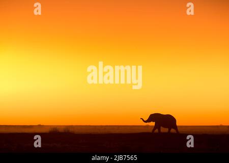 Lone Elephant camminando al tramonto con tronco fuori, silhouette Foto Stock