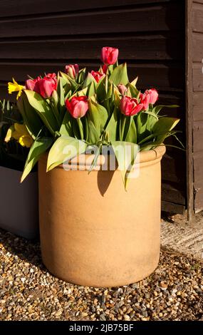 Tulipani primaverili in una pentola di terracotta Foto Stock