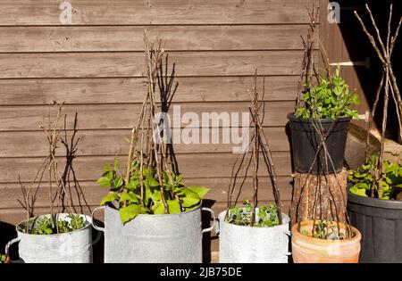 Fagioli commestibili e piselli che crescono in pentole Foto Stock