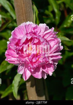 Primo piano di petali rosa su una fioritura di Paeonia Foto Stock