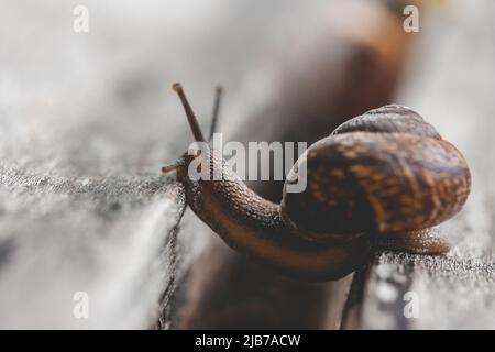 Lumaca su un giardino di legno. La chiocciola scivola sopra la tessitura del legno bagnato cercando di salire da una tavola all'altra. Primo piano macro di uno sfondo sfocato Foto Stock