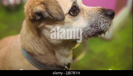 Primo piano di un piccolo cane marrone pallido che guarda su con occhi marroni Foto Stock