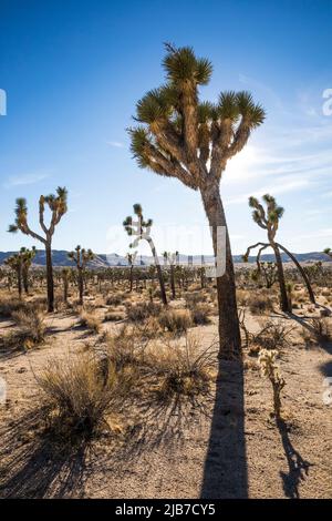 Albero di Giosuè con sole dietro, Parco Nazionale di Giosuè Tree. Foto Stock