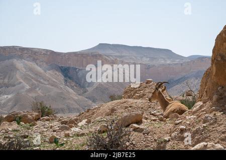 La capra di montagna Oreamnos americanus che giace sulla roccia, anche conosciuta come la capra di montagna del Rocky, è un mammifero uncinato endemic alle zone montane. Chiudi Foto Stock