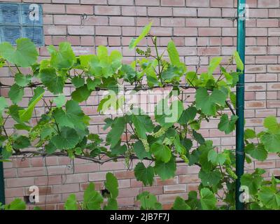 Vitigno d'uva con foglie e germogli giovani che sbocciano su un vitigno d'uva nel vigneto. Giovani uve non mature in primavera. Foto Stock