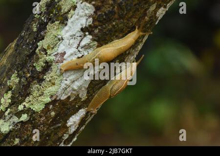 Terra Slug Foto Stock