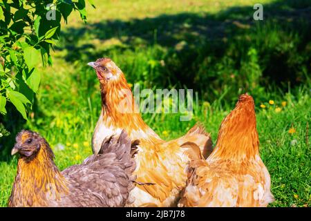 Gruppo di galline marrone rosso chiaro in giardino verde nel cortile Foto Stock