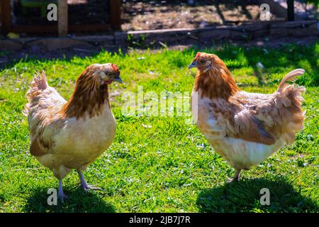 Due galline marrone chiaro si trovano l'una accanto all'altra, foto ravvicinata nel giardino verde nel cortile Foto Stock