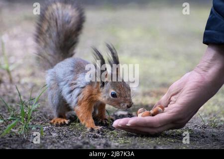 Lo scoiattolo sta cercando di ottenere il maggior numero possibile di noci, la regione di Mosca, la Russia Foto Stock