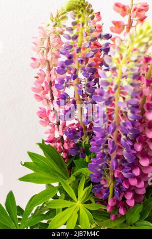Lupinus close up, parte di un interno casa, decorazione casa con fiori lupino, sfondo accogliente estate Foto Stock
