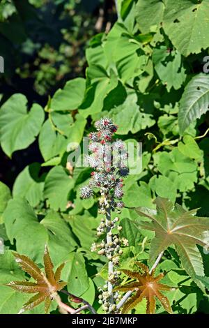 Frutti di castore (Ricinus communis) su albero, Rio Foto Stock