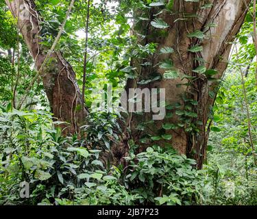 Vegetazione lussureggiante lungo l'escursione delle Cascate Manoa, Oahu, Hawaii Foto Stock