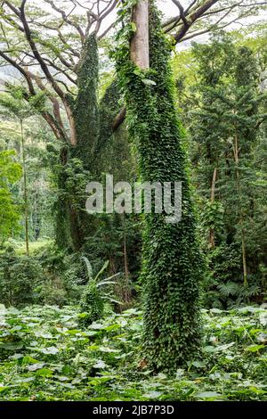 Vegetazione lussureggiante lungo l'escursione delle Cascate Manoa, Oahu, Hawaii Foto Stock