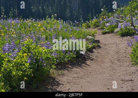 Sentiero escursionistico sterrato attraverso un campo di fiori selvatici estivi in un prato di montagna vicino al Monte Rainier, Washington, Stati Uniti. Foto Stock