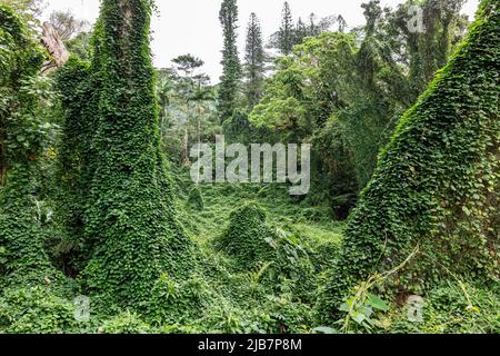 Vegetazione lussureggiante lungo l'escursione delle Cascate Manoa, Oahu, Hawaii Foto Stock