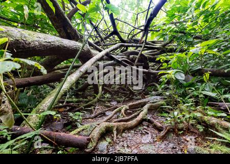 Un denso groviglio di radici lungo l'escursione delle Cascate Manoa, Oahu, Hawaii Foto Stock