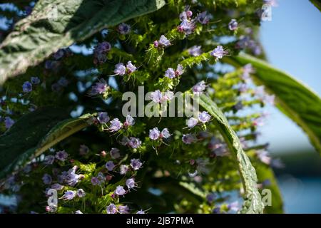 Primo piano di fiori di inizio estate su un'alta Echium pininana 'Fontana rosa' Foto Stock