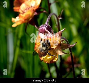 Ape a strisce che raccoglie nettare da un fiore di papavero arancione  brillante. Impollinatore naturale visitare i fiori estivi. Insetti che  impollinano i fiori estivi Foto stock - Alamy