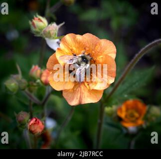 Ape a strisce che raccoglie nettare da un fiore di papavero arancione brillante. Impollinatore naturale visitare i fiori estivi. Insetti che impollinano i fiori estivi Foto Stock