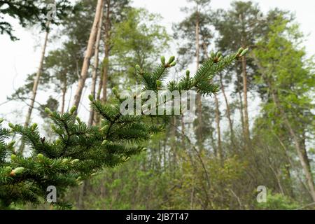 Su alberi in foreste di conifere, in una primavera calda, sono comparsi nuovi coni di abete rosso Foto Stock