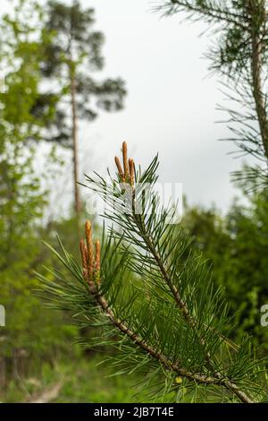 Su alberi in foreste di conifere, in una primavera calda, sono comparsi nuovi coni di abete rosso Foto Stock