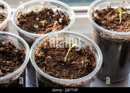 Le piantine sul davanzale cominciarono a germogliare in coppe di plastica e piatti di ceramica riempiti di terra leggera Foto Stock