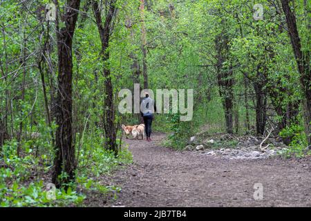 Una ragazza con due cani cammina lungo un sentiero forestale cammina i suoi animali domestici nella foresta Foto Stock