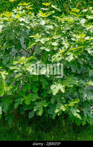 20 giugno 2021 - Foto di un Chicago Hardy Fig albero piantato in NJ che è fiorente nella stagione primaverile ed è pronto per la stagione estiva. Foto Stock