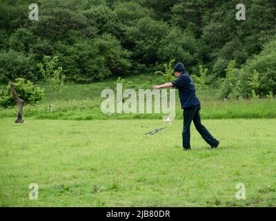 Un merlin (Falco Columbariaus) chiamato Captin 'Jack' Sparrow in volo insegue un'esca oscillata dal suo allenatore al British Bird of Prey Center Foto Stock